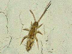 Springtail